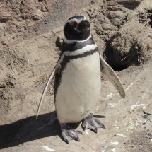 Penguin enjoying the sun